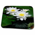 3dRose DYLAN SEIBOLD - PHOTOGRAPHY - LILY POND - Dish Drying Mats (ddm-244489)