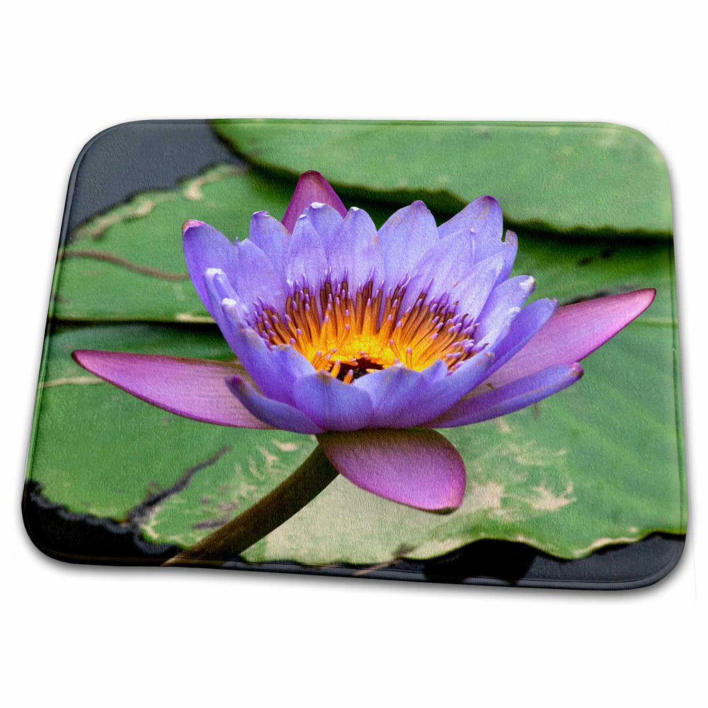 3dRose Blue Yellow Water Lily Flowers and Pads, Close-up, Macro - Dish Drying Mats (ddm-257092)