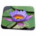 3dRose Blue Yellow Water Lily Flowers and Pads, Close-up, Macro - Dish Drying Mats (ddm-257092)