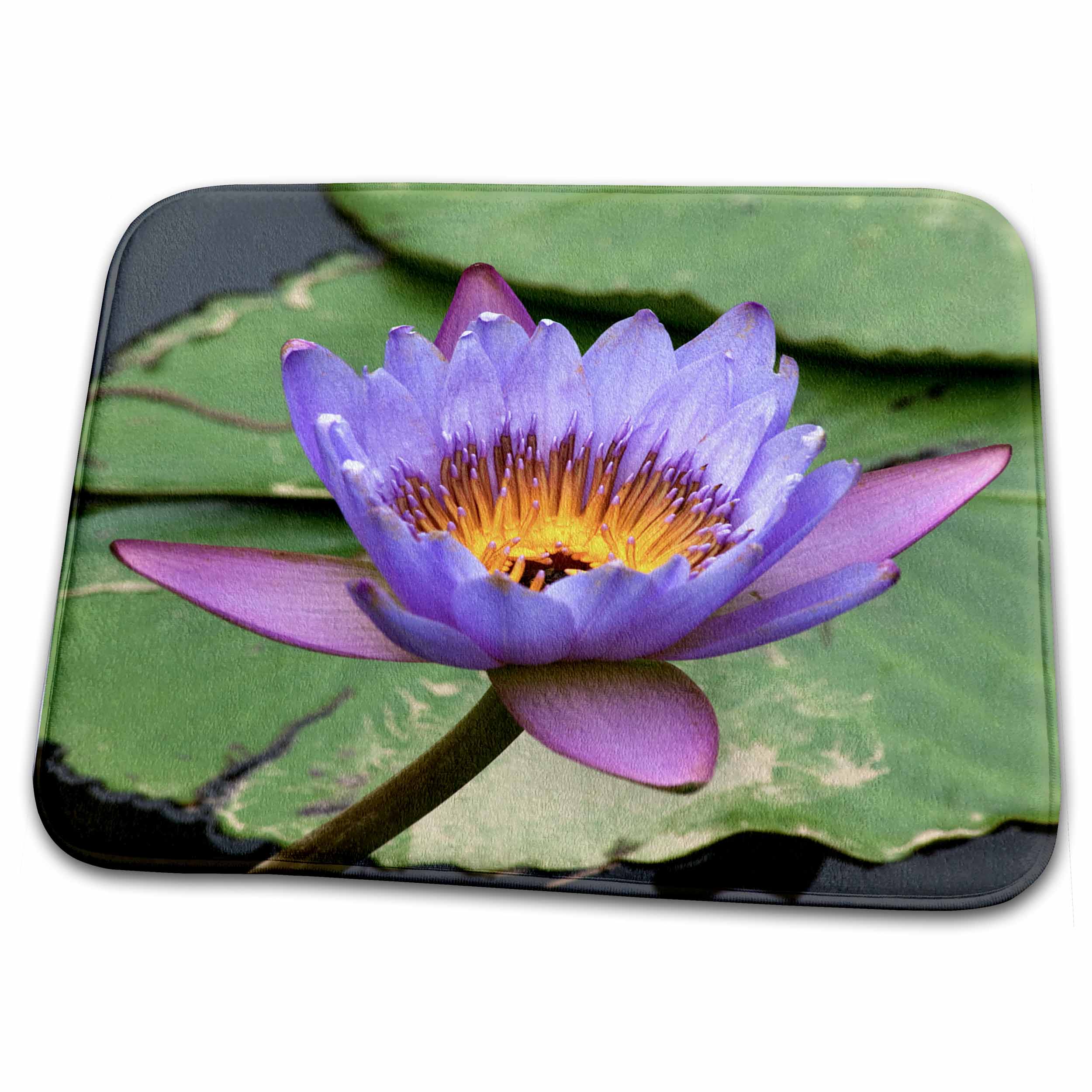 3dRose Blue Yellow Water Lily Flowers and Pads, Close-up, Macro - Dish Drying Mats (ddm-257092)