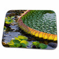 3dRose Brazil, Mato Grosso, The Pantanal, Porto Jofre, Giant lily... - Dish Drying Mats (ddm-258306)