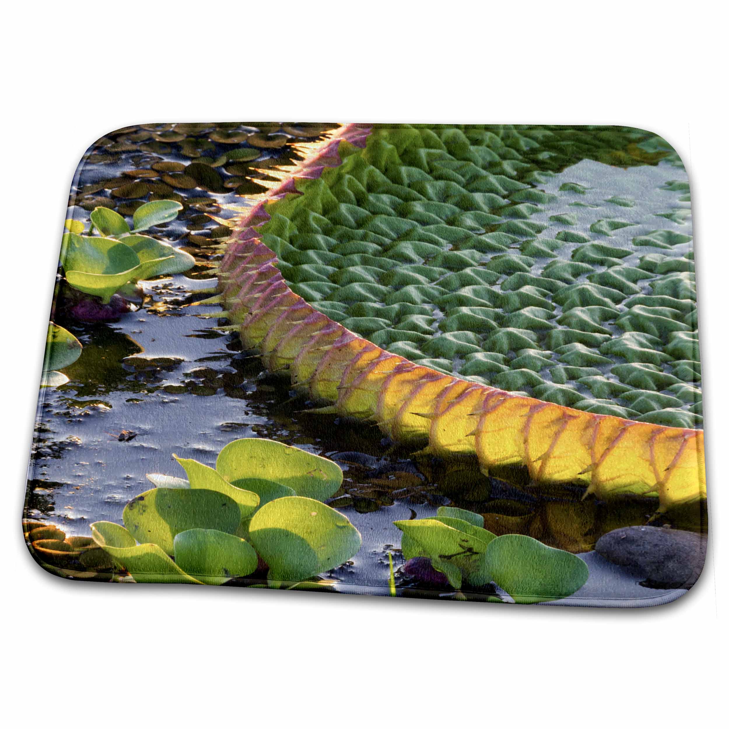 3dRose Brazil, Mato Grosso, The Pantanal, Porto Jofre, Giant lily... - Dish Drying Mats (ddm-258306)
